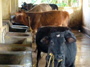 Cows