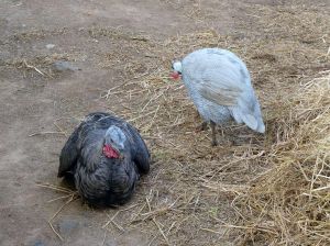 Turkeys